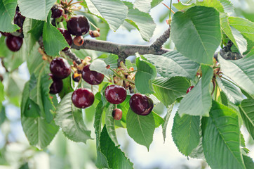 Dark red cherries fruits, tree cherry with green leaves and branches, close up