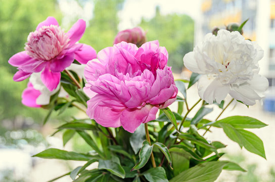 Pink and white peony flowers with bud, bokeh blur background, genus Paeonia, family Paeoniaceae