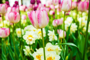  Amazing view of colorful  tulips in the garden.