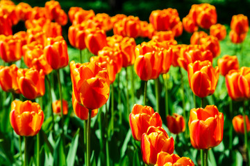  Amazing view of colorful  tulips in the garden.