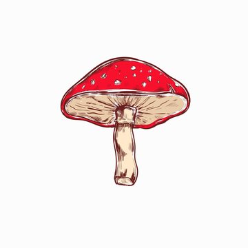 Amanita. Mushroom. Vector hand drawn colored illustration