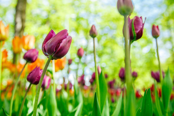  Amazing view of colorful  tulips in the garden.