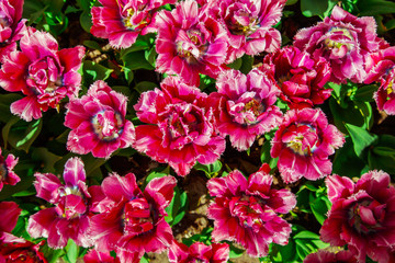  Amazing view of colorful  tulips in the garden.