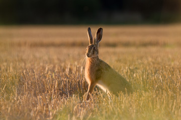 European Brown Hare (Lepus Europaeus) on farmland