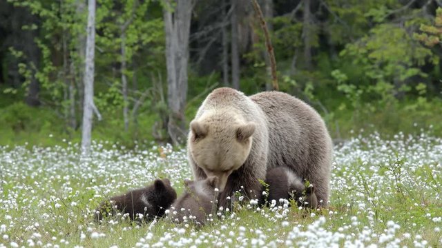 Brown bear mother with three cubs in the middle of the cotton grass in a Finnish bog
