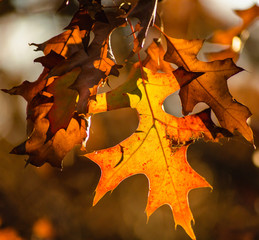 Golden Autumn Maple Leaf