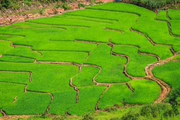 Green Terraces rice field, a beautiful natural beauty on mountain in Nan,Khun Nan  Rice Terraces, Boklua  Nan Province, Thailand