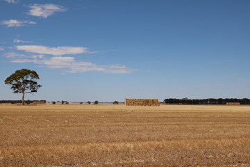 Fototapeta na wymiar Mowed wheat field in the Wheatbelt region in Western Australia in summer