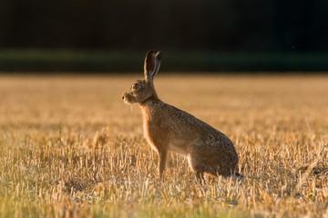 European Brown Hare (Lepus Europaeus) on farmland