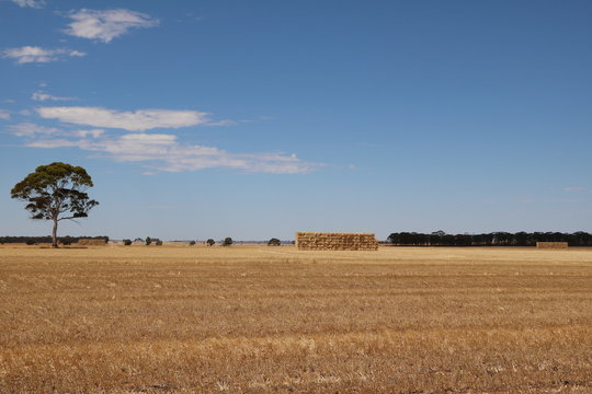 Mowed wheat field in the Wheatbelt region in Western Australia in summer