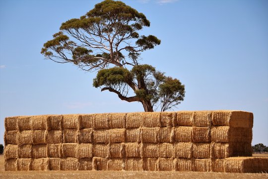 Eucalyptus tree and straw bales in the wheat belt of Western Australia
