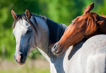 horses in summer