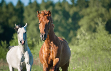 horses on freedom in forest