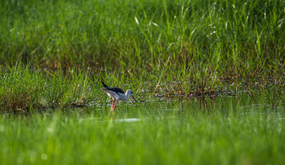 black winged stilt in search for food