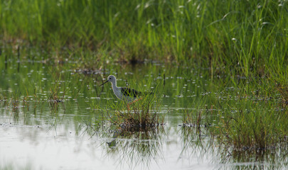 black stilt in search for food