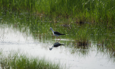 stilt bird in search for food