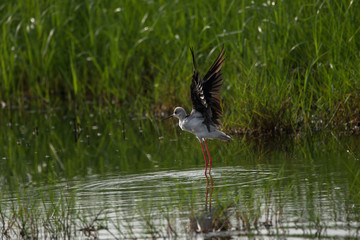 Black winged stilt about to take off