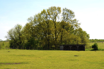 Horse paddock in the surrounding countryside of Berlin