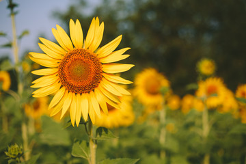 Sunflower field