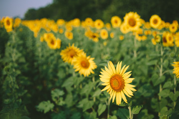 Sunflower field
