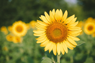 Sunflower field