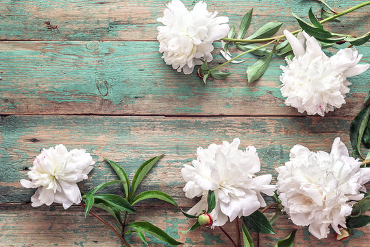 Fototapeta White peonies on a turquoise wooden background.  Place for text.