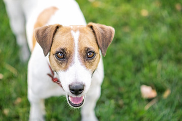 A cute dog Jack Russell Terrier looking to camera outdoor at summer day