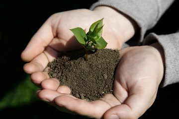 Hands holding small young plant, young tree on grass background