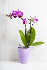 Obraz na płótnie Canvas Orchid (Phalaenopsis )