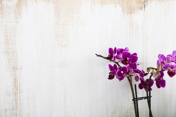 Orchid (Phalaenopsis )