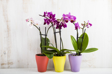Naklejka na ściany i meble Orchid (Phalaenopsis )