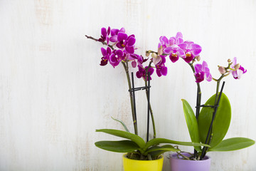 Naklejka na ściany i meble Orchid (Phalaenopsis )