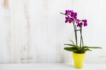 Orchid (Phalaenopsis )