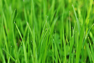 Fototapeta na wymiar Fresh green grass with dew drops closeup.
