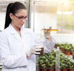 Biologist pouring chemicals in pot in greenhouse
