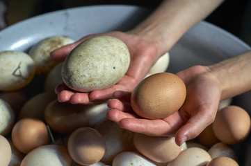 Fototapeta na wymiar Young girl holding dirty freshly laid duck's eggs and hen's eggs
