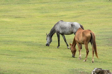 Fototapeta premium Horse in farm