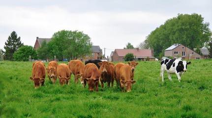 Naklejka na ściany i meble Vaches en prairie, Belgique