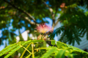 Japanese acacia. Bloom. Backdrop of the sky. Pink and green. Flowers of Japanese acacia in the midst of flowering. Postcard beloved.