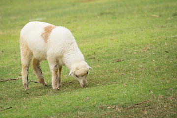 Naklejka na ściany i meble Sheep eating grass