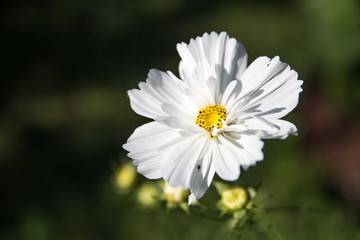 Fototapeta premium White flower cosmos or cosmea in garden close up. Natural seasonal background