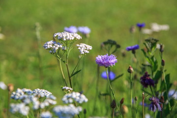 Beautiful meadow field with wild flowers. Spring Wildflowers closeup. Health care concept. Rural field. Alternative medicine. Environment