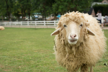 Sheep eating grass