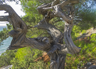 Twisted trunk of a juniper tree.
