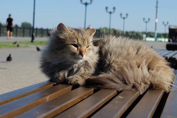 Кошка на скамейке
