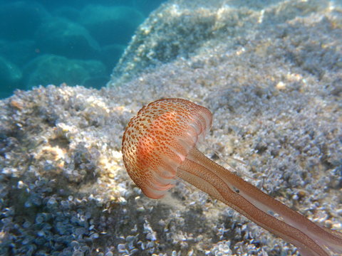 Feuerqualle oder Leuchtqualle (Pelagia noctiluca) vor dem Strand von Letojanni, Sizilien, Italien