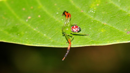 jumping spider