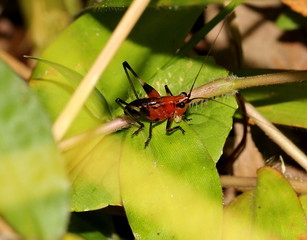 red grasshopper