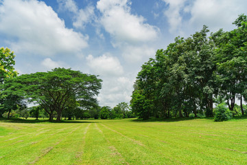 Fototapeta na wymiar Green trees in beautiful park with blue sky