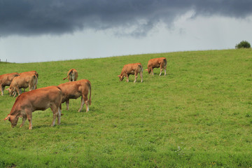 Vaches Limousines au prés.